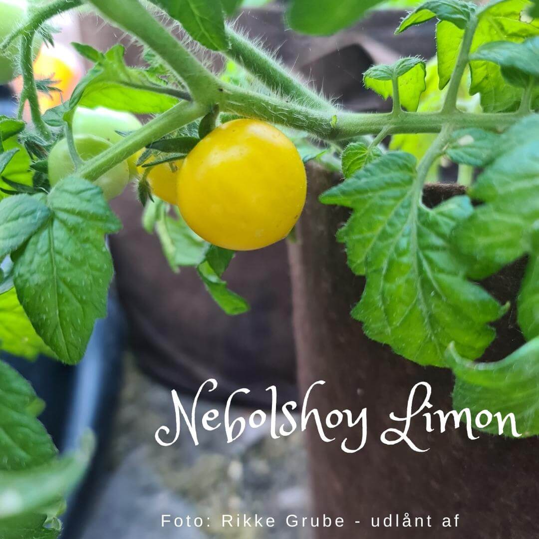 Nebolshoy Limon